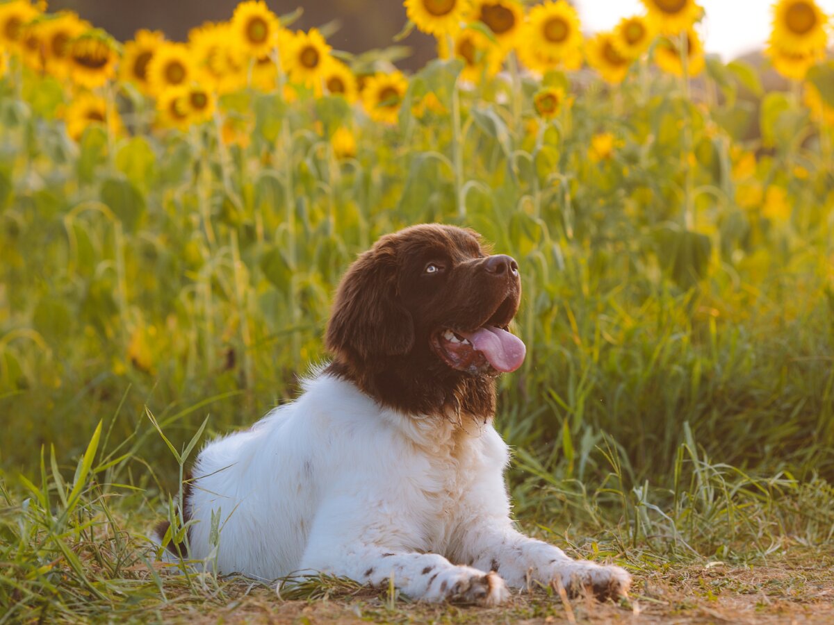 canadian-dog-breeds-and-their-history-littlerivertollers